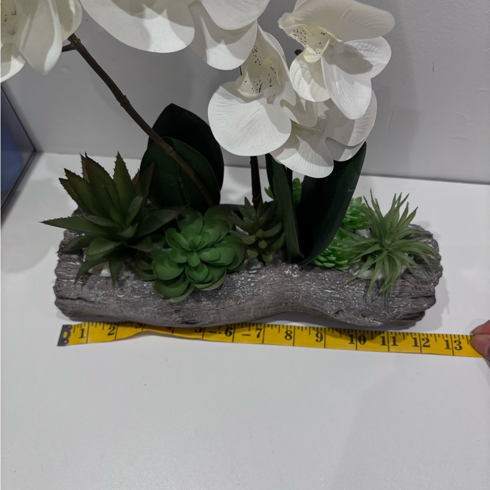 Elegant White Orchid and Succulent Arrangement